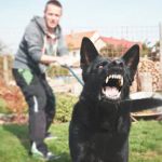 Dog8 Dog8