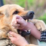 DogBite5