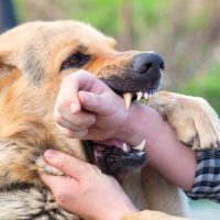 DogBite5 DogBite5
