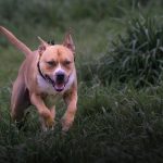 _Pitbulls_