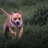 _Pitbulls_ _Pitbulls_